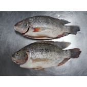 Tilapia negra congelada destripada y sin camas